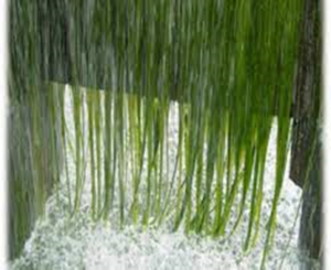 Algae and foam feeding ground for legionella bacteria